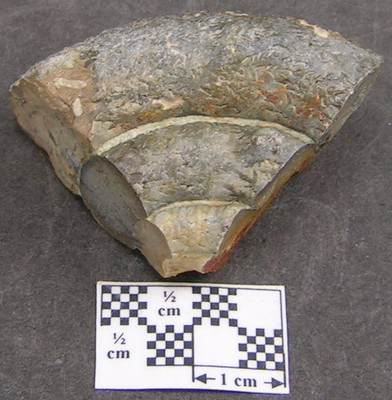 Prodactylioceras davoei