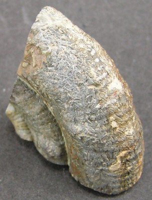 Prodactylioceras davoei