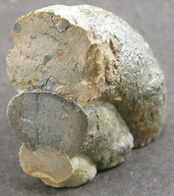 Prodactylioceras davoei