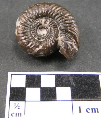 Peltoceras eugenii