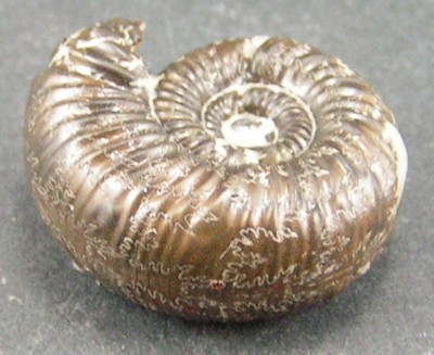 Peltoceras eugenii