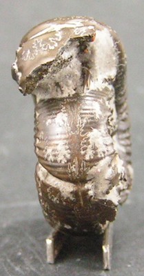 Peltoceras eugenii