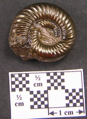 Peltoceras eugenii