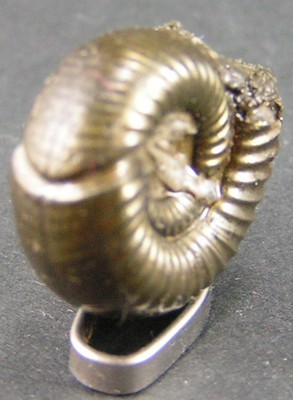 Peltoceras eugenii