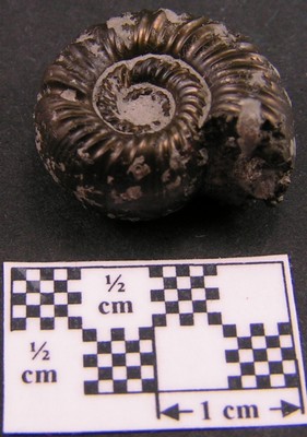 Peltoceras eugenii