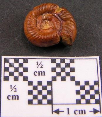 Peltoceras eugenii