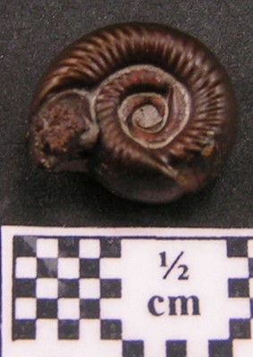 Peltoceras eugenii