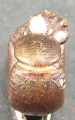 Peltoceras eugenii