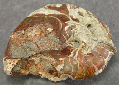 Pseudaganides ledonicus