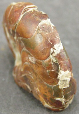 Pseudaganides ledonicus