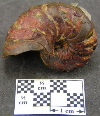Pseudaganides ledonicus