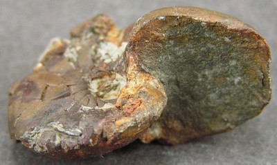 Pseudaganides ledonicus