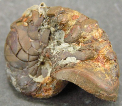 Pseudaganides ledonicus