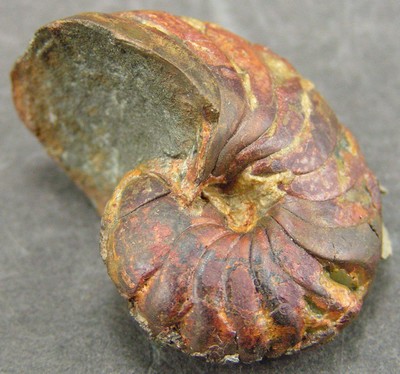 Pseudaganides ledonicus