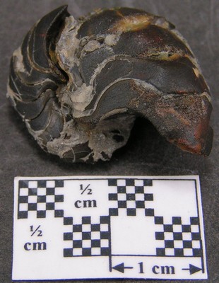 Pseudaganides ledonicus