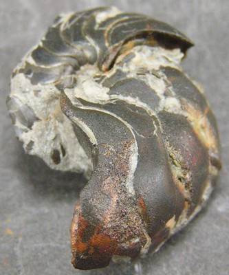 Pseudaganides ledonicus