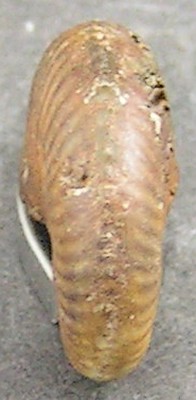 Taramelliceras ledonicum