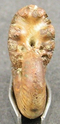 Taramelliceras ledonicum