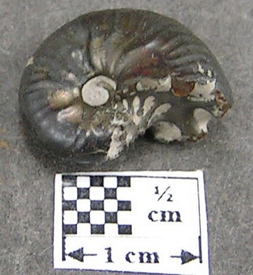 Taramelliceras ledonicum