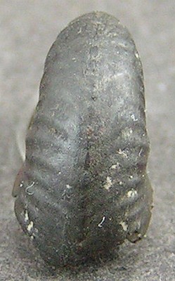 Taramelliceras ledonicum
