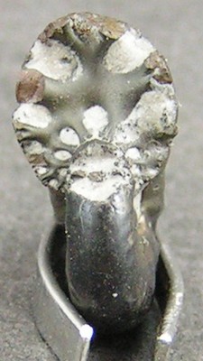 Taramelliceras ledonicum