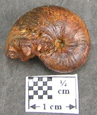 Taramelliceras ledonicum