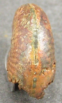 Taramelliceras ledonicum