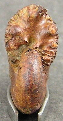 Taramelliceras ledonicum