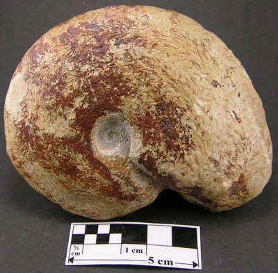 Tragophylloceras loscombi