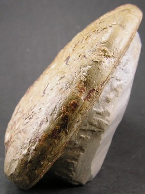 Tragophylloceras loscombi