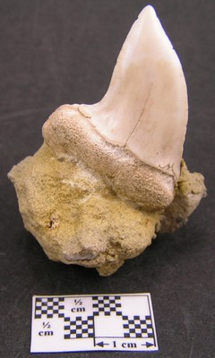 Isurus planus