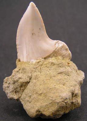 Isurus planus