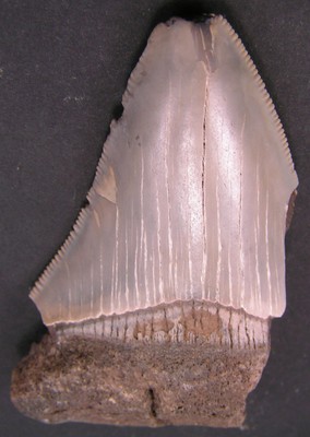 Otodus megalodon
