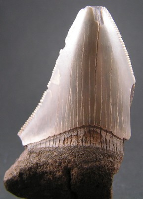 Otodus megalodon