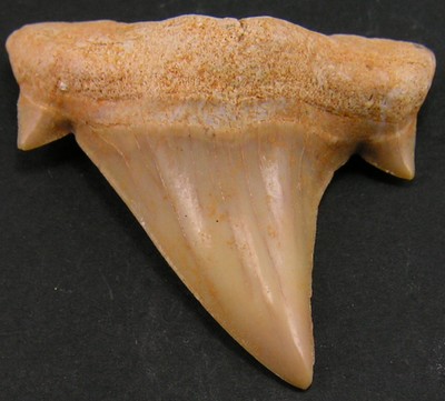 Otodus obliquus