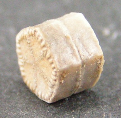 Balanocrinus pentagonalis