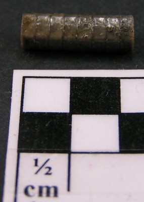 Balanocrinus pentagonalis