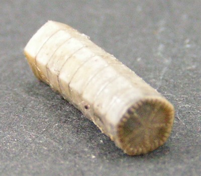 Balanocrinus pentagonalis
