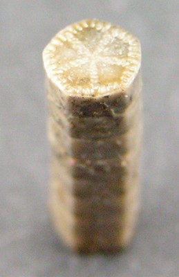 Balanocrinus pentagonalis