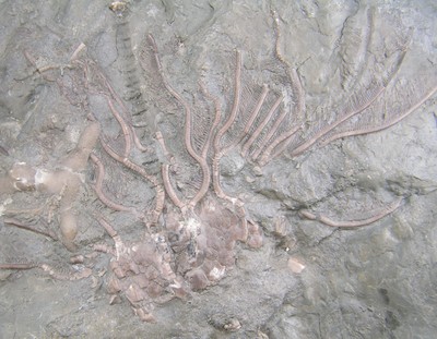 Glyptocrinus sp.