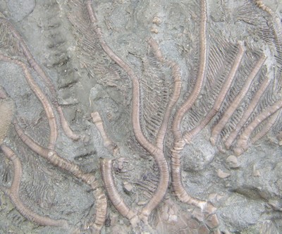 Glyptocrinus sp.