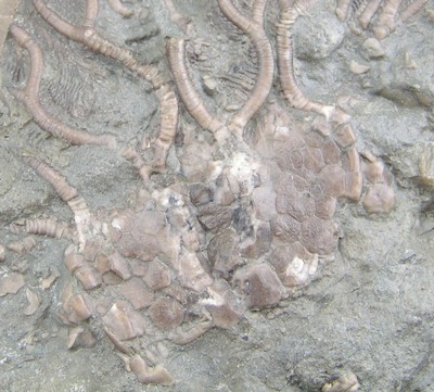 Glyptocrinus sp.