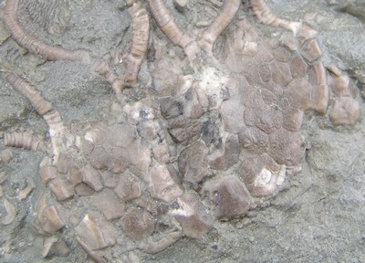 Glyptocrinus sp.