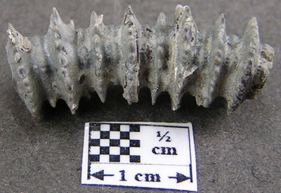 Millericrinus horridus