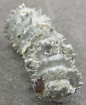 Millericrinus horridus