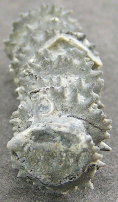 Millericrinus horridus