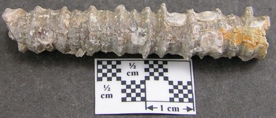 Millericrinus horridus