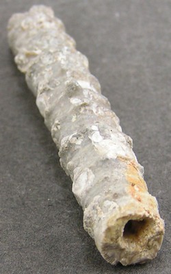 Millericrinus horridus