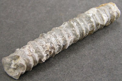 Millericrinus horridus
