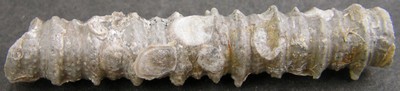 Millericrinus horridus